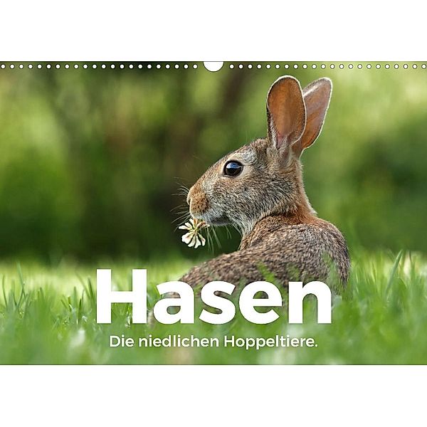 Hasen - Die niedlichen Hoppeltiere. (Wandkalender 2023 DIN A3 quer), M. Scott
