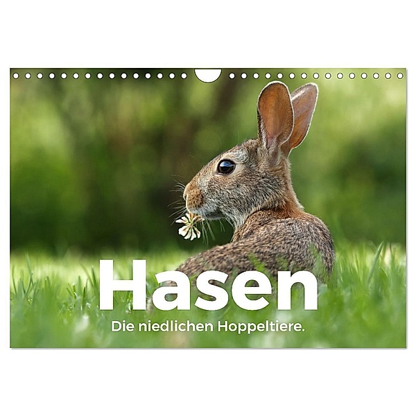 Hasen - Die niedlichen Hoppeltiere. (Wandkalender 2024 DIN A4 quer), CALVENDO Monatskalender, M. Scott