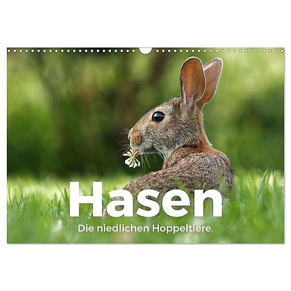 Hasen - Die niedlichen Hoppeltiere. (Wandkalender 2024 DIN A3 quer), CALVENDO Monatskalender, M. Scott