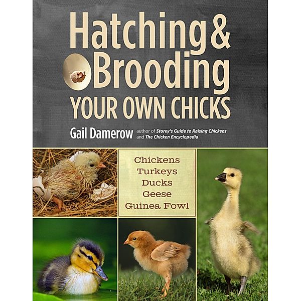 Hatching & Brooding Your Own Chicks, Gail Damerow