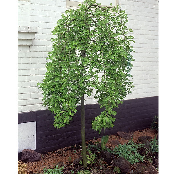 Hausbaum Hängender Erbsenstrauch, 15 Ltr.