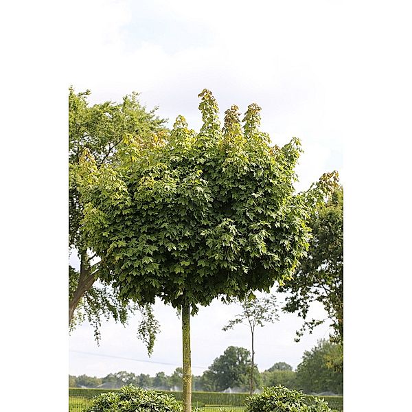 Hausbaum Kugel-Ahorn, Acer Globosum, Lieferhöhe: 150-180cm, 15 Liter Container, inkl. Pflanzstab und Sisal-Band