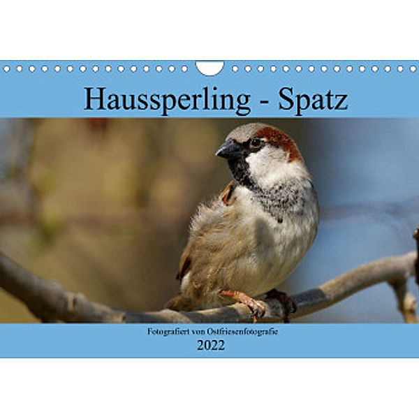 Haussperling - Spatz fotografiert von Ostfriesenfotografie (Wandkalender 2022 DIN A4 quer), Christina Betten - Ostfriesenfotografie