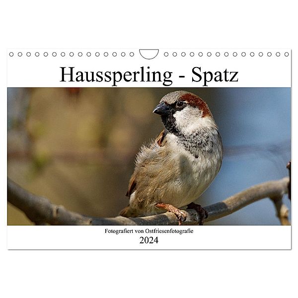 Haussperling - Spatz fotografiert von Ostfriesenfotografie (Wandkalender 2024 DIN A4 quer), CALVENDO Monatskalender, Christina Betten - Ostfriesenfotografie