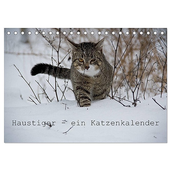 Haustiger - Ein Katzenkalender (Tischkalender 2024 DIN A5 quer), CALVENDO Monatskalender, J. Becker