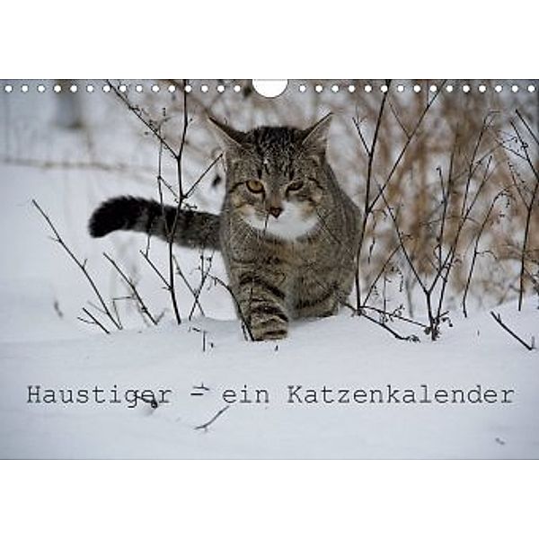 Haustiger - Ein Katzenkalender (Wandkalender 2020 DIN A4 quer), J. Becker