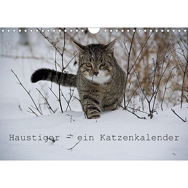 Haustiger - Ein Katzenkalender (Wandkalender 2021 DIN A4 quer), J. Becker