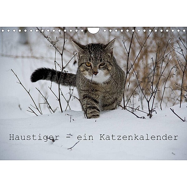 Haustiger - Ein Katzenkalender (Wandkalender 2023 DIN A4 quer), J. Becker