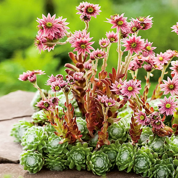 Hauswurz Spider - Sempervivum arachnoideumm