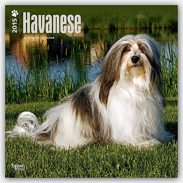 Havanese 2015 Wall