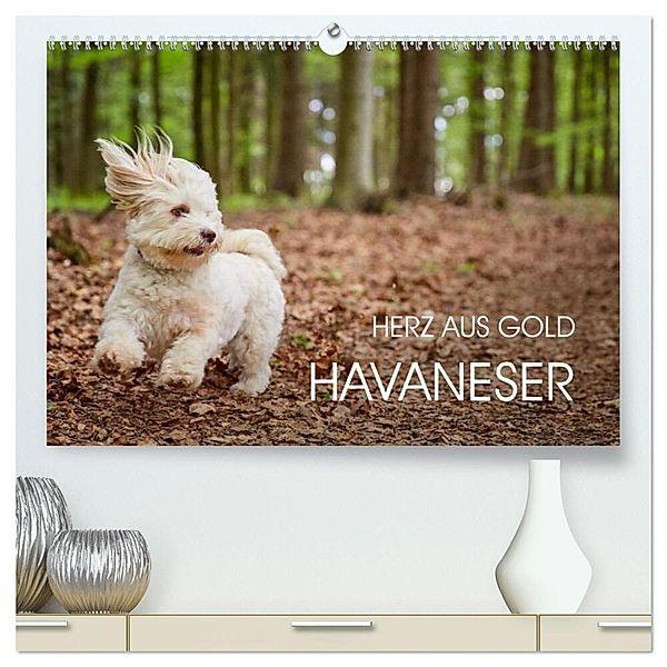 Havaneser - Herz aus Gold (hochwertiger Premium Wandkalender 2025 DIN A2 quer), Kunstdruck in Hochglanz, Calvendo, Peter Mayer