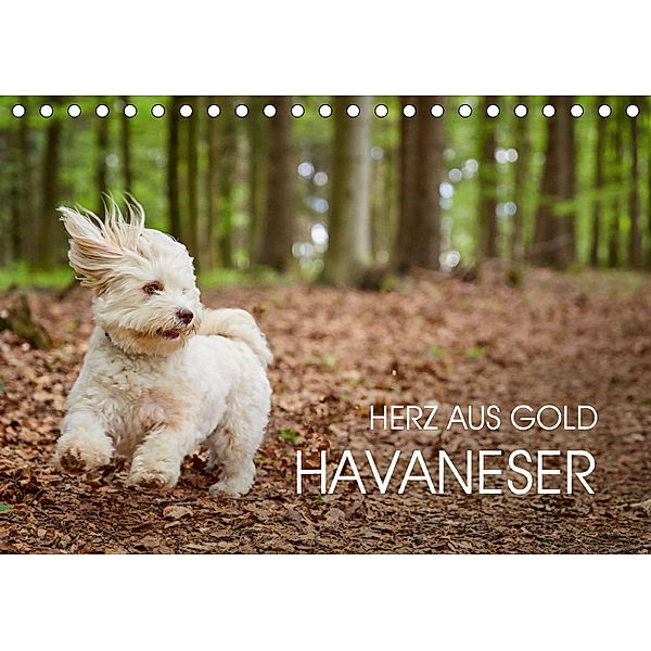 Havaneser - Herz aus Gold (Tischkalender 2019 DIN A5 quer), Peter Mayer