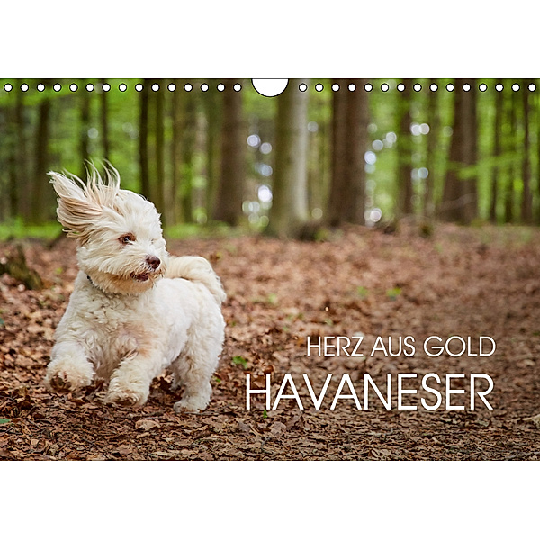 Havaneser - Herz aus Gold (Wandkalender 2019 DIN A4 quer), Peter Mayer