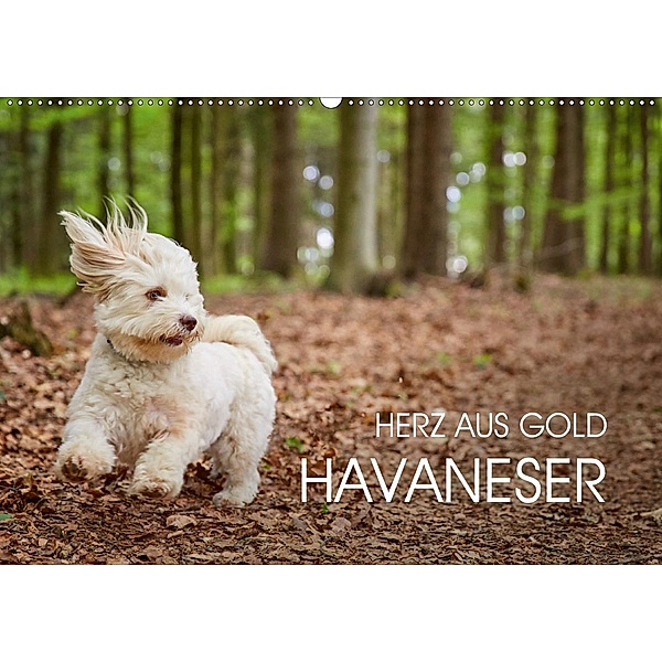 Havaneser - Herz aus Gold (Wandkalender 2020 DIN A2 quer), Peter Mayer