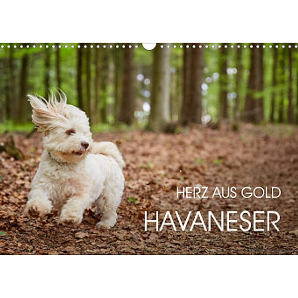 Havaneser - Herz aus Gold (Wandkalender 2022 DIN A3 quer), Peter Mayer