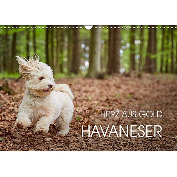 Havaneser - Herz aus Gold (Wandkalender 2023 DIN A3 quer), Peter Mayer
