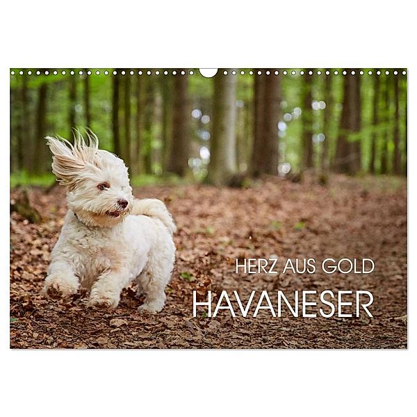 Havaneser - Herz aus Gold (Wandkalender 2024 DIN A3 quer), CALVENDO Monatskalender, Peter Mayer