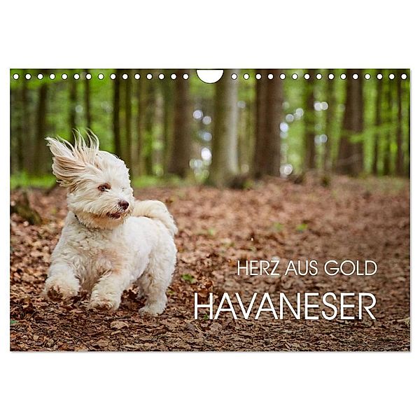 Havaneser - Herz aus Gold (Wandkalender 2024 DIN A4 quer), CALVENDO Monatskalender, Peter Mayer