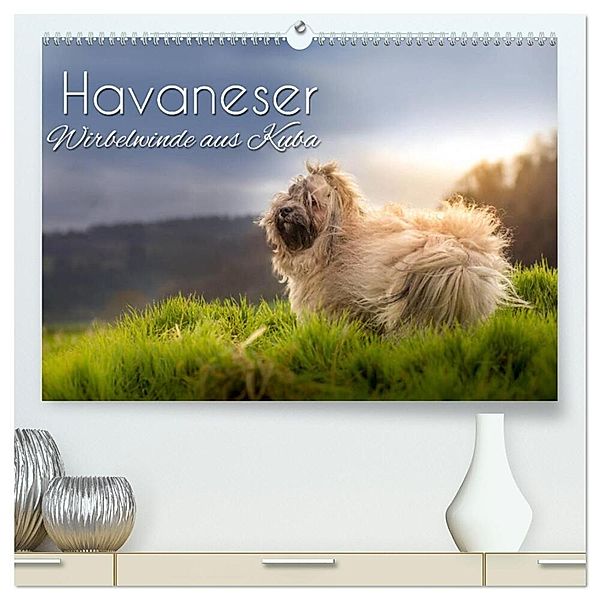 Havaneser - Wirbelwinde aus Kuba (hochwertiger Premium Wandkalender 2025 DIN A2 quer), Kunstdruck in Hochglanz, Calvendo, Alexandra Hollstein