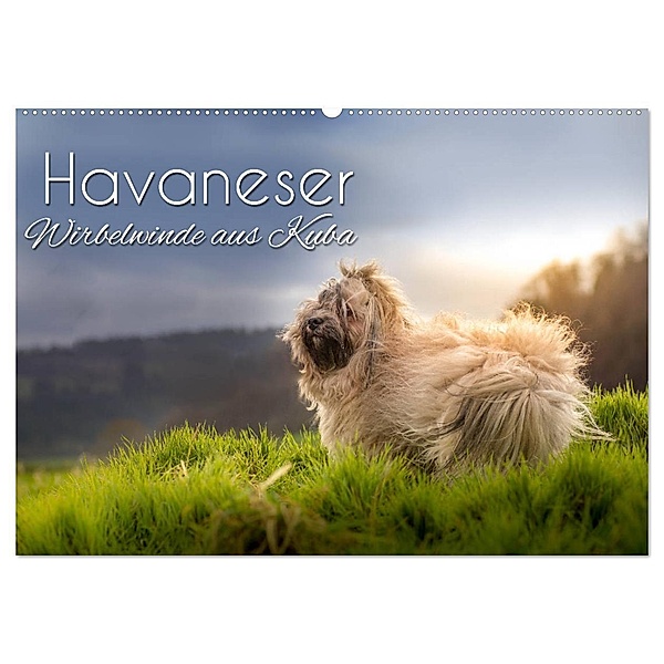Havaneser - Wirbelwinde aus Kuba (Wandkalender 2024 DIN A2 quer), CALVENDO Monatskalender, Alexandra Hollstein