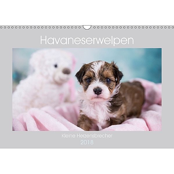 Havaneserwelpen - Kleine Herzensbrecher (Wandkalender 2018 DIN A3 quer), Nicole Tauschnik