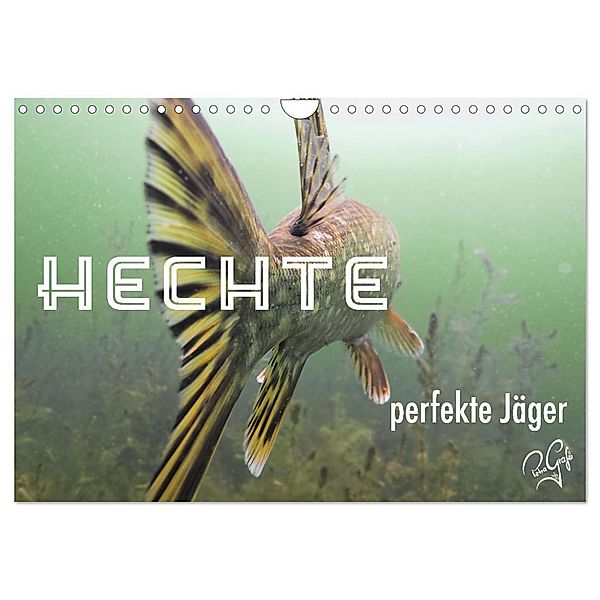 Hechte - perfekte Jäger (Wandkalender 2024 DIN A4 quer), CALVENDO Monatskalender, Petragrafie143