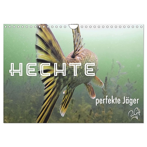 Hechte - perfekte Jäger (Wandkalender 2025 DIN A4 quer), CALVENDO Monatskalender, Calvendo, Petragrafie143
