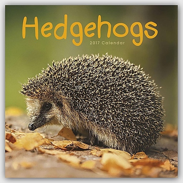 Hedgehogs - Igel 2017