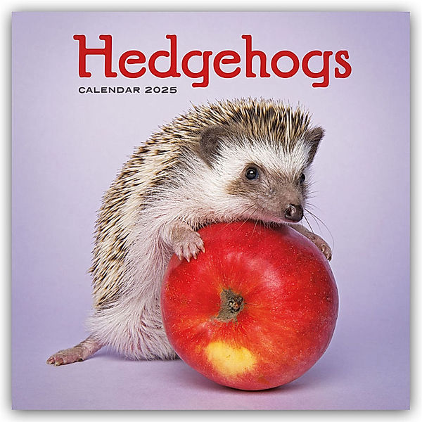 Hedgehogs - Igel 2025 - Wand-Kalender, Carousel Calendar