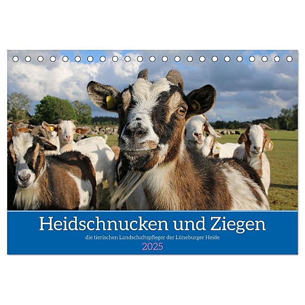 Heidschnucken und Ziegen die tierischen Landschaftspfleger der Lüneburger Heide (Tischkalender 2025 DIN A5 quer), CALVENDO Monatskalender, Calvendo, Sandra Lorenzen-Müller