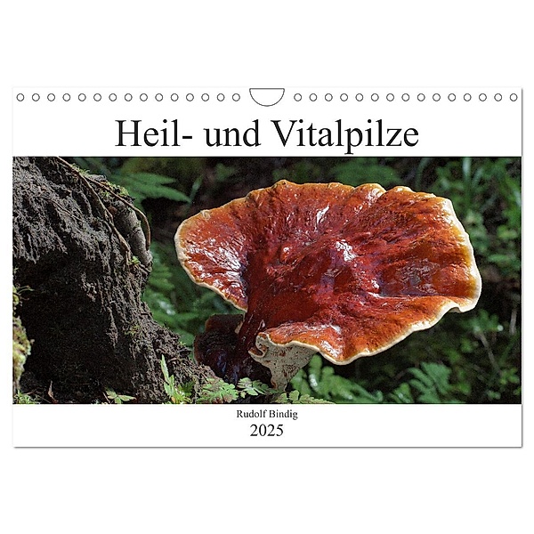 Heil- und Vitalpilze (Wandkalender 2025 DIN A4 quer), CALVENDO Monatskalender, Calvendo, Rudolf Bindig