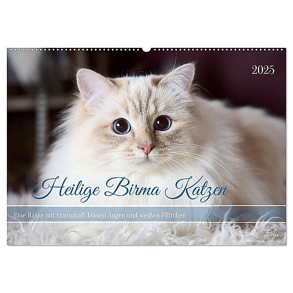 Heilige Birma Katzen mit traumhaft blauen Augen und weissen Pfötchen (Wandkalender 2025 DIN A2 quer), CALVENDO Monatskalender, Calvendo, Michaela Thoms