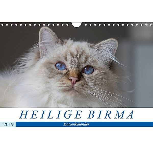 Heilige Birma Katzen (Wandkalender 2019 DIN A4 quer), Michaela Münch