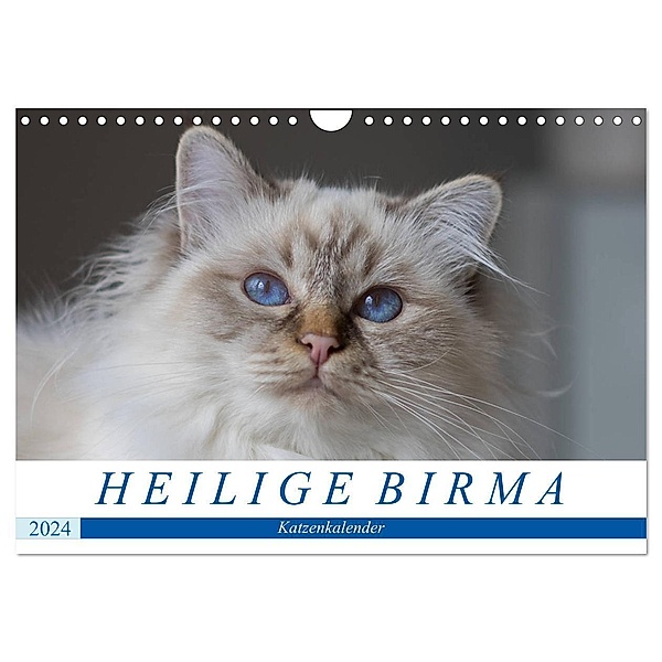 Heilige Birma Katzenkalender (Wandkalender 2024 DIN A4 quer), CALVENDO Monatskalender, Michaela Münch