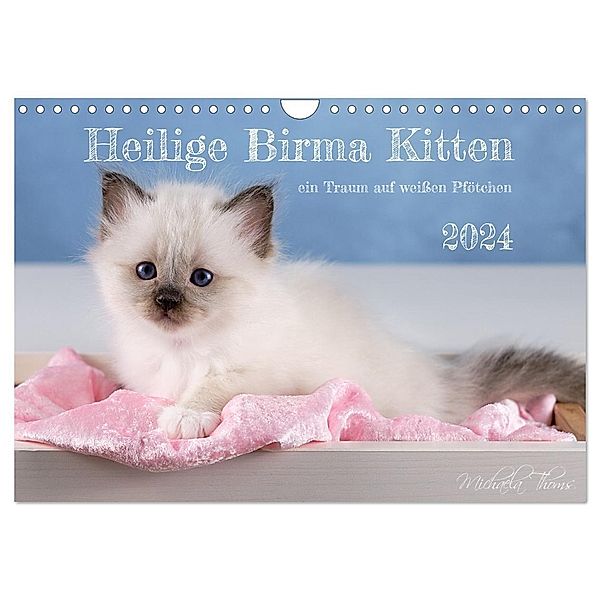 Heilige Birma Kitten - ein Traum auf weißen Pfötchen (Wandkalender 2024 DIN A4 quer), CALVENDO Monatskalender, Michaela Thoms