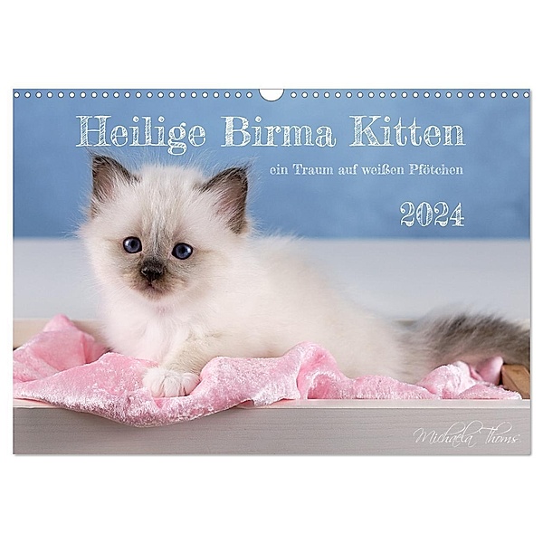 Heilige Birma Kitten - ein Traum auf weißen Pfötchen (Wandkalender 2024 DIN A3 quer), CALVENDO Monatskalender, Michaela Thoms