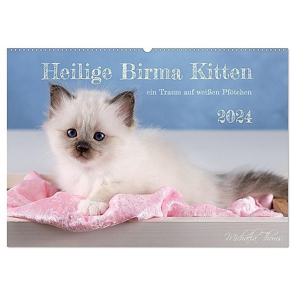 Heilige Birma Kitten - ein Traum auf weissen Pfötchen (Wandkalender 2024 DIN A2 quer), CALVENDO Monatskalender, Michaela Thoms