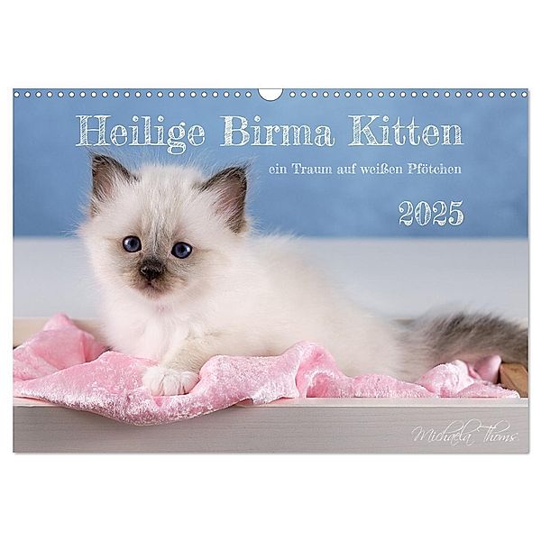 Heilige Birma Kitten - ein Traum auf weißen Pfötchen (Wandkalender 2025 DIN A3 quer), CALVENDO Monatskalender, Calvendo, Michaela Thoms