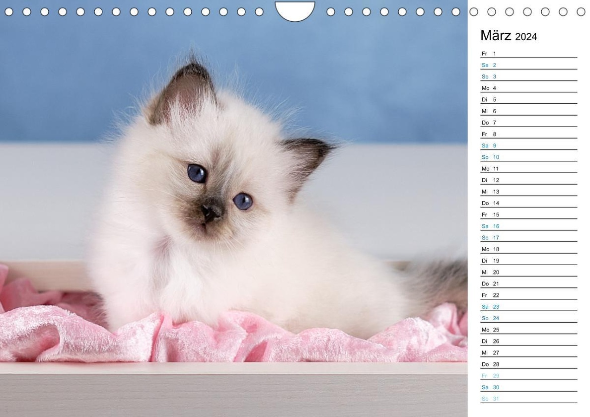 Heilige Birma Kitten mit Planer Wandkalender 2024 DIN A4 quer, CALVENDO  Monatskalender - Kalender bestellen
