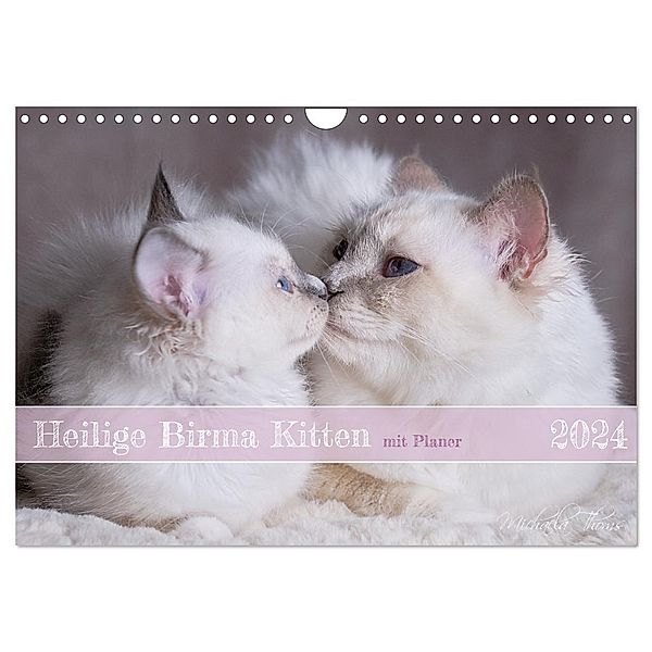 Heilige Birma Kitten mit Planer (Wandkalender 2024 DIN A4 quer), CALVENDO Monatskalender, Michaela Thoms