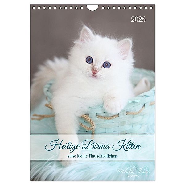 Heilige Birma Kitten - süße kleine Flauschbällchen (Wandkalender 2025 DIN A4 hoch), CALVENDO Monatskalender, Calvendo, Michaela Thoms