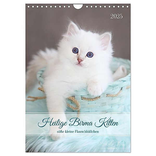 Heilige Birma Kitten - süsse kleine Flauschbällchen (Wandkalender 2025 DIN A4 hoch), CALVENDO Monatskalender, Calvendo, Michaela Thoms