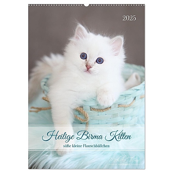 Heilige Birma Kitten - süße kleine Flauschbällchen (Wandkalender 2025 DIN A2 hoch), CALVENDO Monatskalender, Calvendo, Michaela Thoms