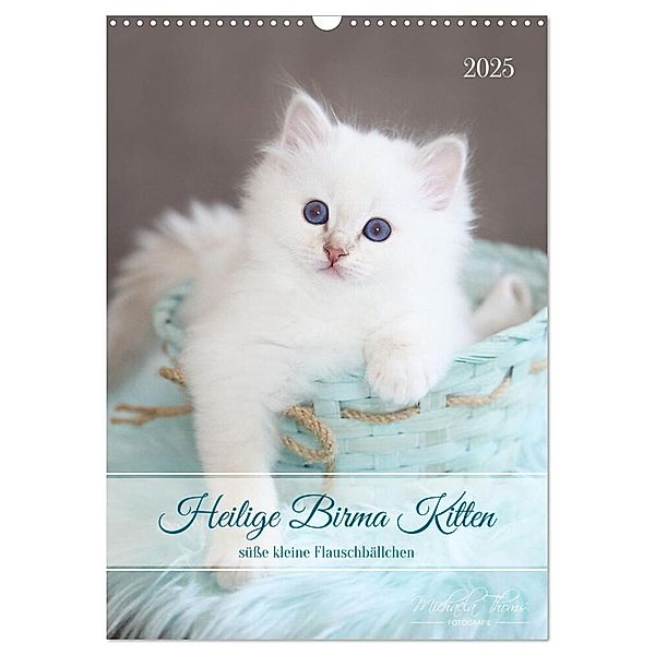 Heilige Birma Kitten - süße kleine Flauschbällchen (Wandkalender 2025 DIN A3 hoch), CALVENDO Monatskalender, Calvendo, Michaela Thoms