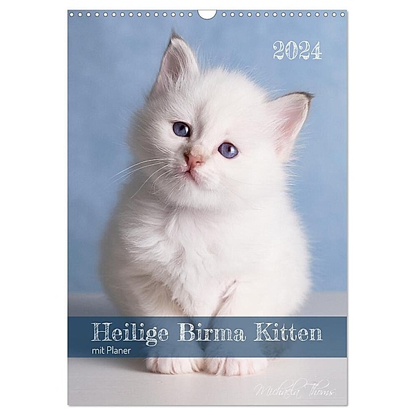 Heilige Birma Kittenkalender mit Planer (Wandkalender 2024 DIN A3 hoch), CALVENDO Monatskalender, Michaela Thoms