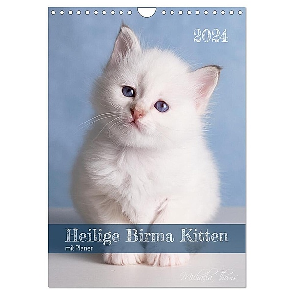 Heilige Birma Kittenkalender mit Planer (Wandkalender 2024 DIN A4 hoch), CALVENDO Monatskalender, Michaela Thoms