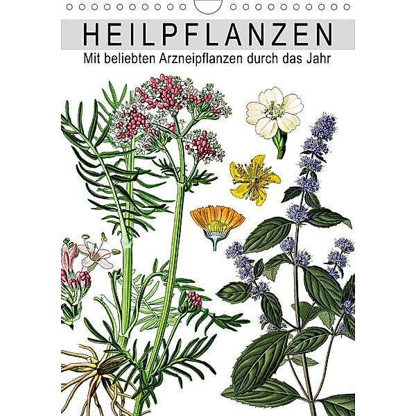 Heilpflanzen (Wandkalender 2021 DIN A4 hoch), Babette Reek