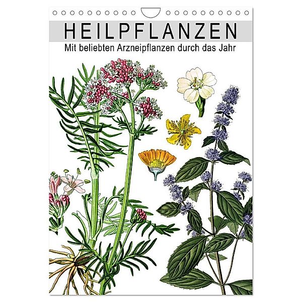 Heilpflanzen (Wandkalender 2024 DIN A4 hoch), CALVENDO Monatskalender, Babette Reek