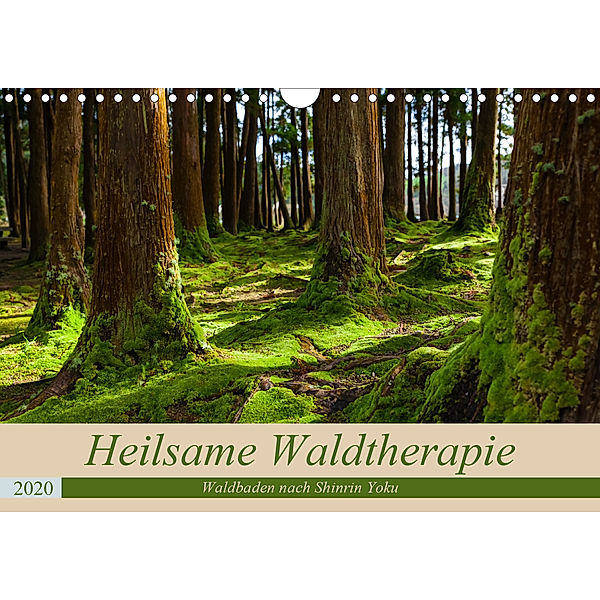 Heilsame Waldtherapie - Waldbaden nach Shinrin Yoku (Wandkalender 2020 DIN A4 quer), Janita Webeler