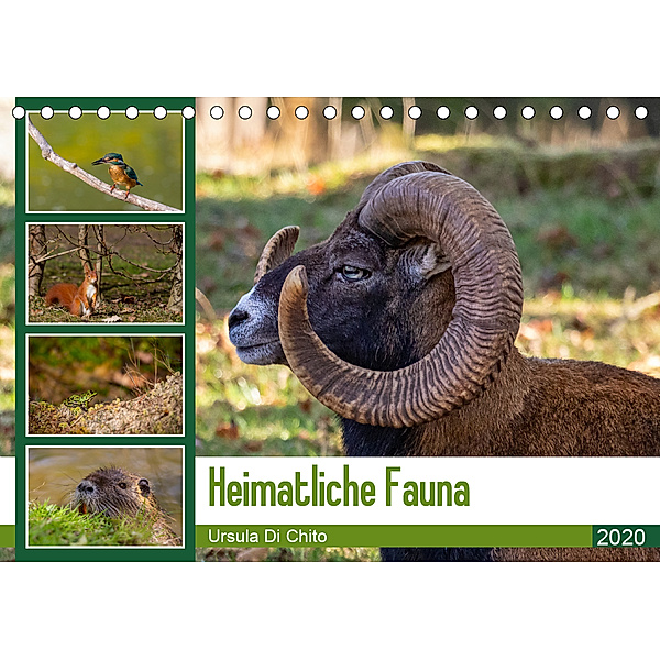 Heimatliche Fauna (Tischkalender 2020 DIN A5 quer), Ursula Di Chito